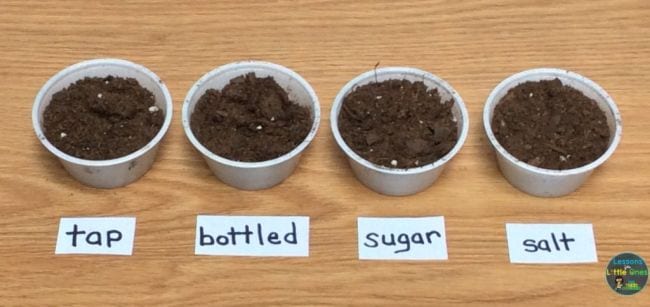 Plant and Water Experiment Four cups of soil, each labeled with a different type of liquid including tap water, bottled water, and soda