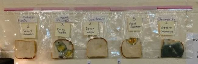 2nd Grade Science Parenting Made Easy Slices of bread in plastic bags showing various amounts of mold