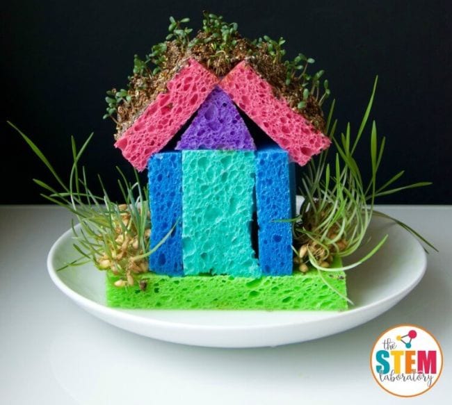 Sponge House Garden Model house made of colorful sponges with bean sprouts growing from it