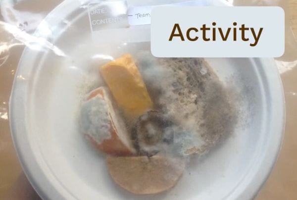 4th Grade Science Experiments Mold MysteryScience Plastic bag containing a plate of rotting food