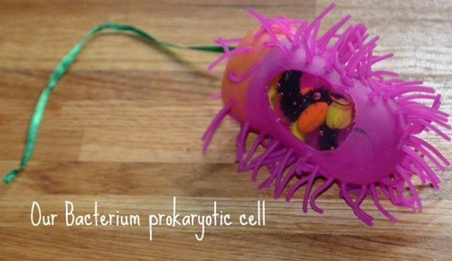 6th Grade Science Angelics Scalliwags Cell model made from a spiky pink hand sanitizer holder, labeled Our Bacterium Prokaryotic Cell