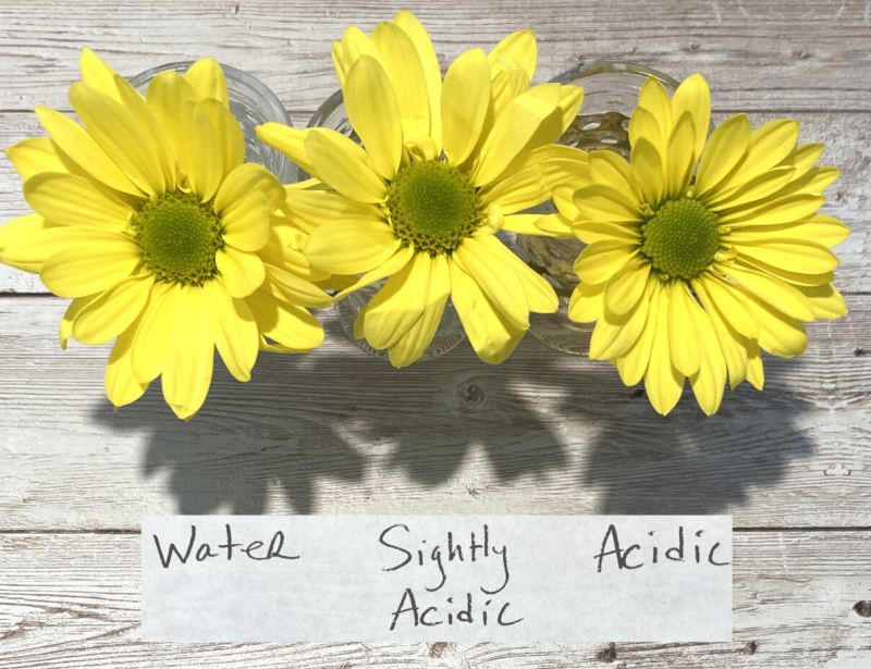 Acid Rain Experiment Three yellow daisies in jars labeled water, slightly acidic, and acidic