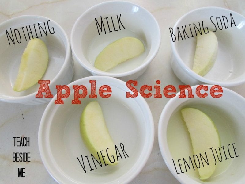 Apple Browning Experiment Apple slides in small white bowls, labeled with a variety of liquids including vinegar and milk