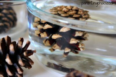 Pinecone Experiment 3rd grade science experiment about how pinecones change their shape based on humidity.